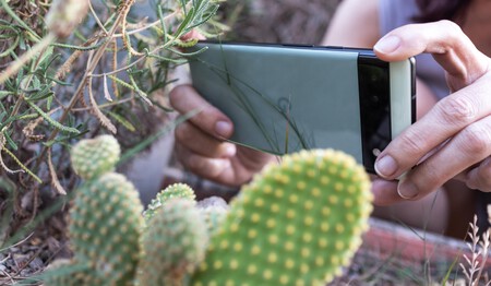 Tela do Gemini mostrando diagnóstico de planta com foto