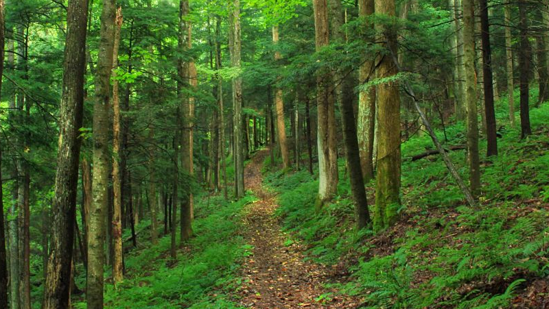 nas dicas de fotos a floresta é uma inspiração