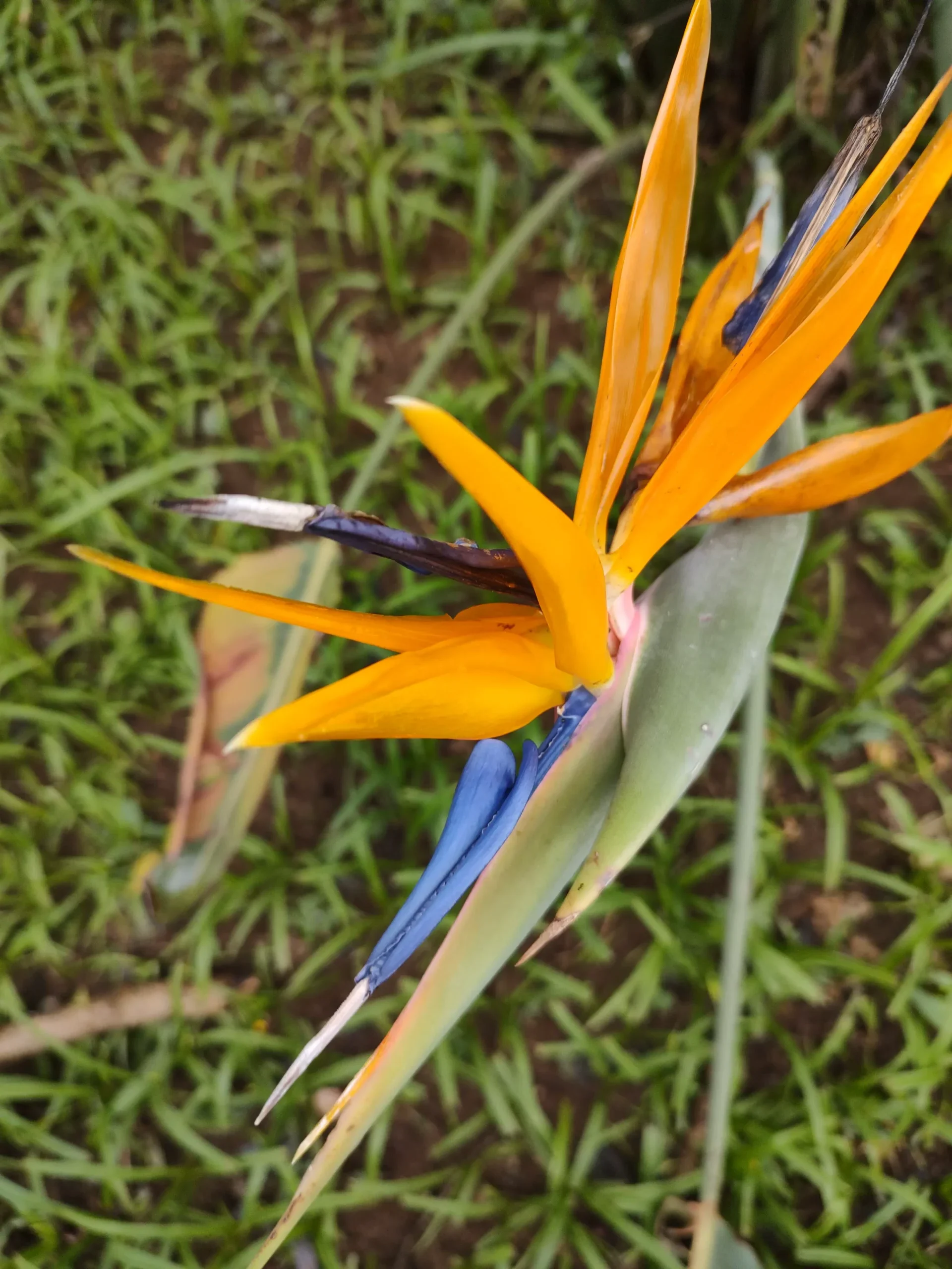 Fotos macros possuem uma boa qualidade