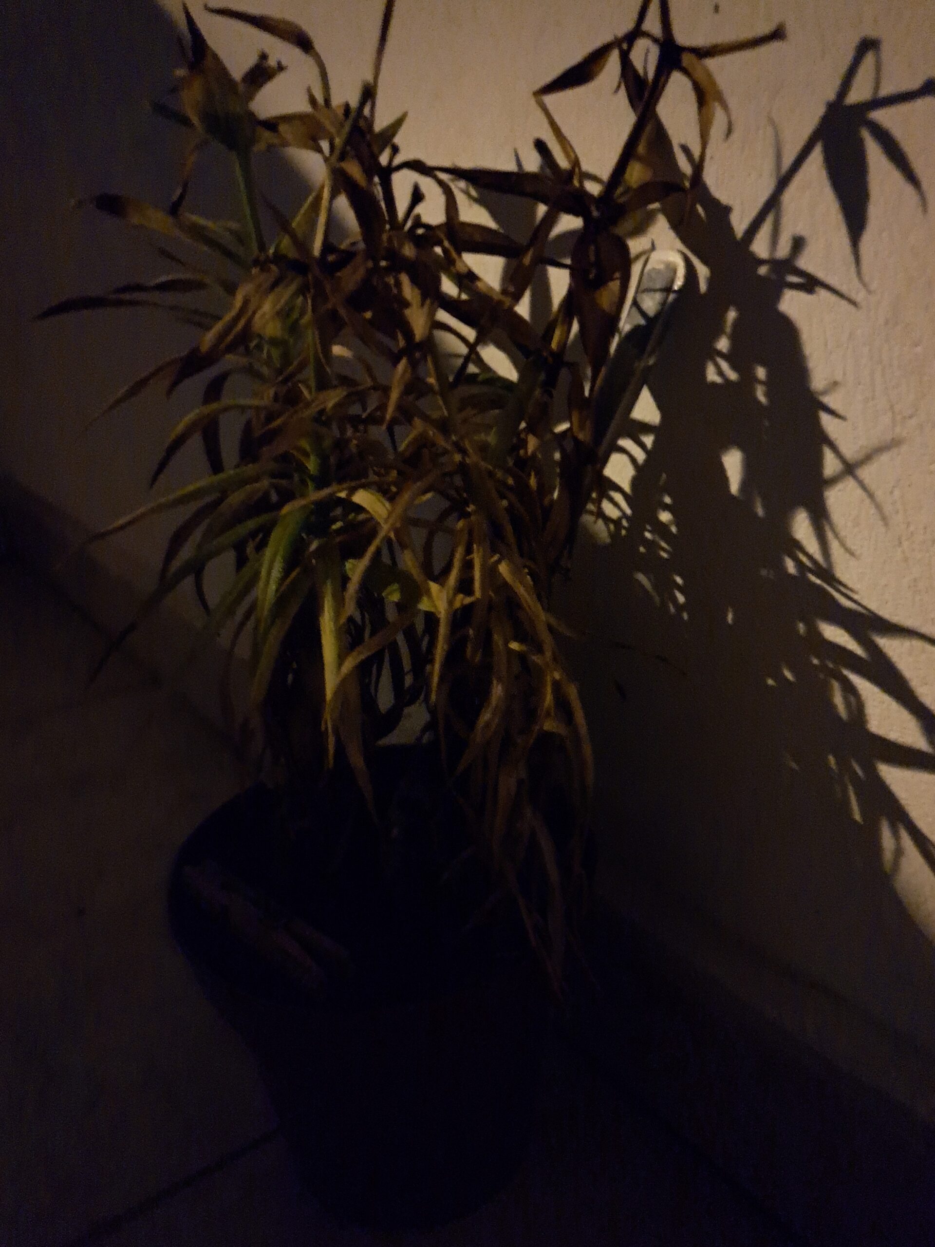 Ambientes noturnos com pouca luz, apresentam qualidade ruim
