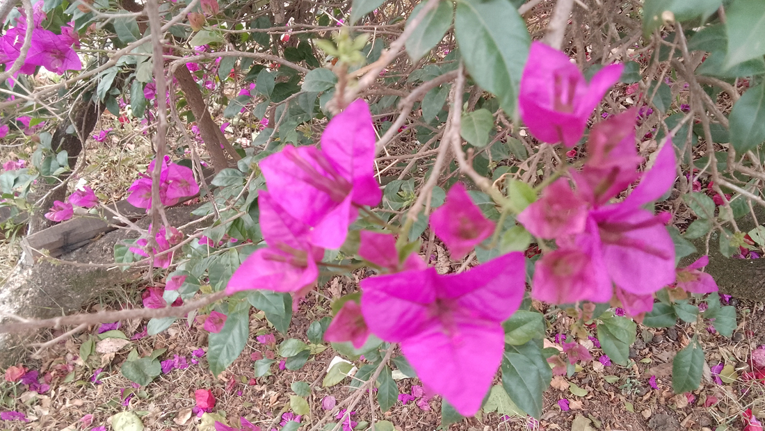Fotos aproximadas não focam corretamente