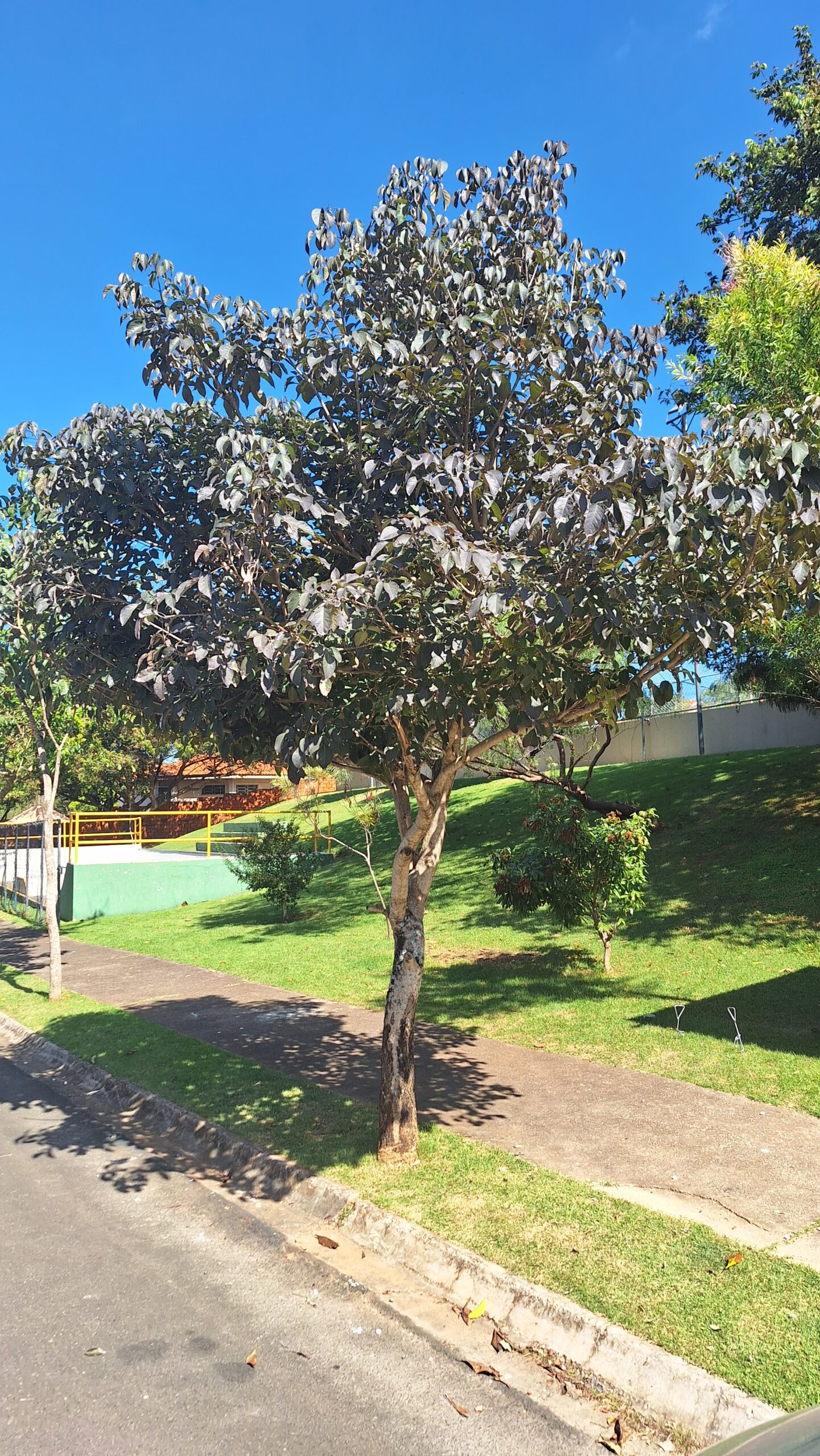 Review do Galaxy A54 foto tirada com a lente principal