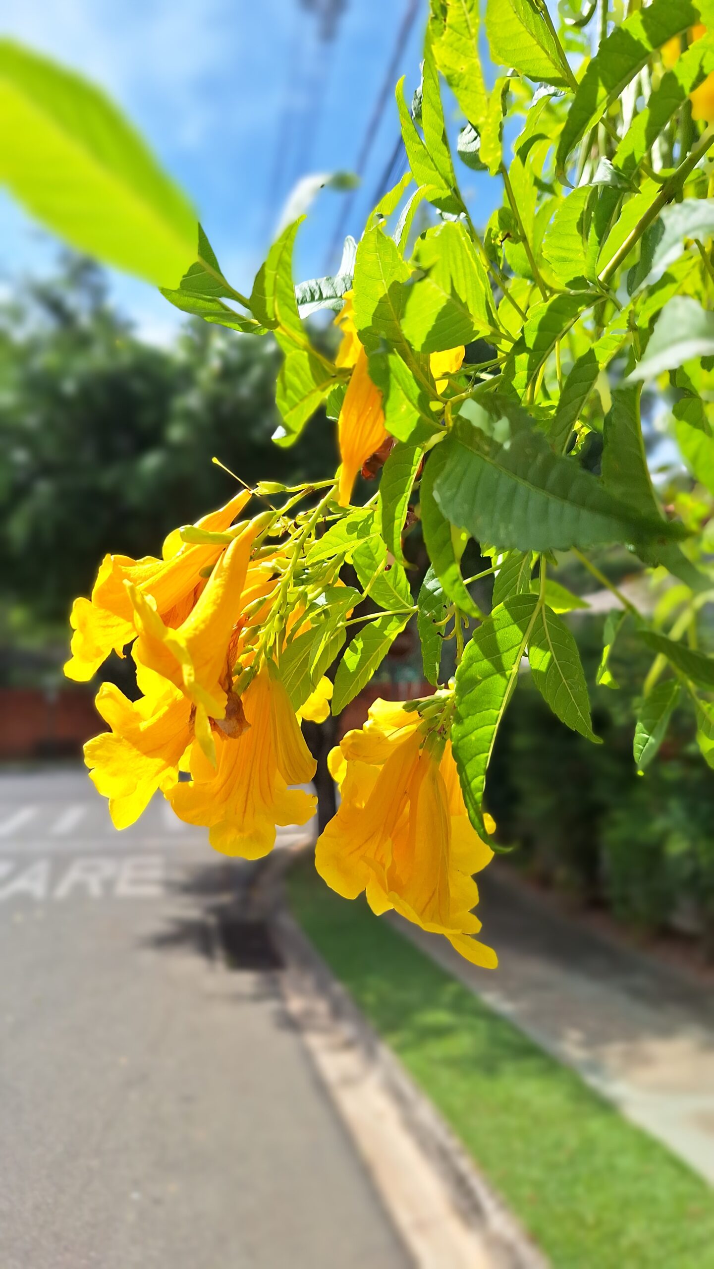 Review do Galaxy A54 foto tirada com a lente principal