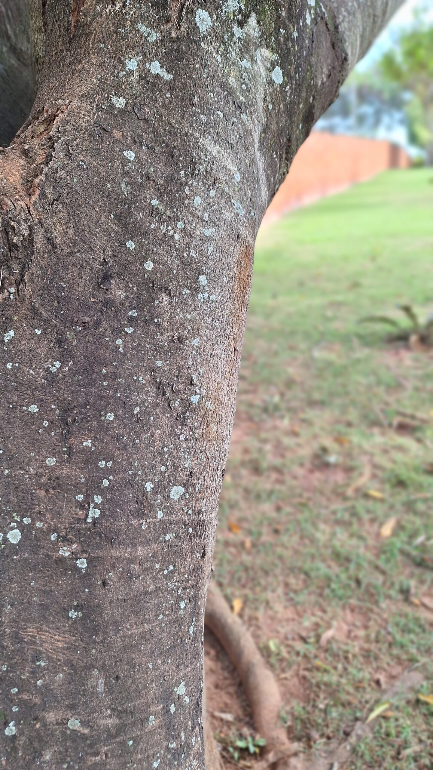 Review do Galaxy A54 foto tirada com a lente principal