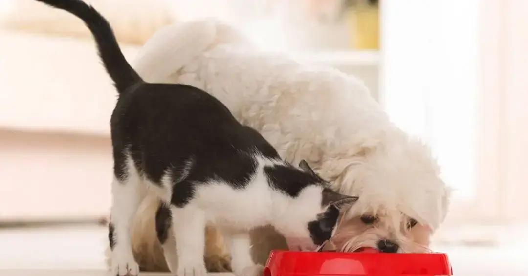 Estudo revela que cães e gatos estão ficando mais parecidos devido à seleção humana